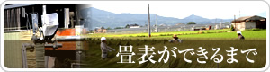 畳表ができるまで