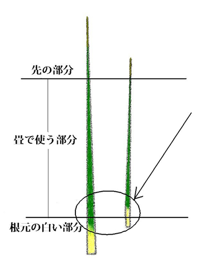 イ草について